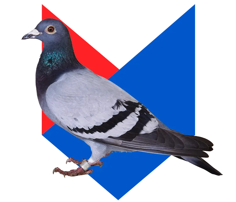 Голубь Голубь